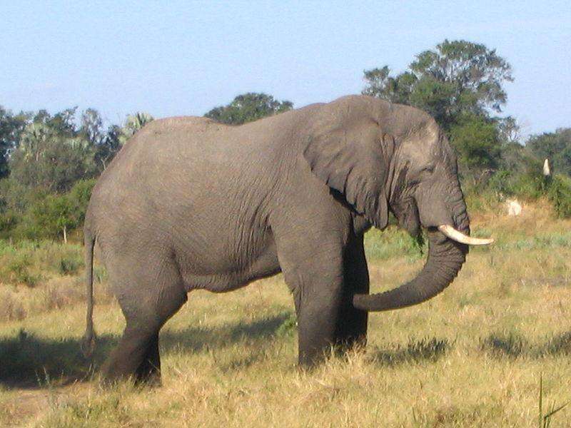 elefante africano puzzle online a partir de fotografia