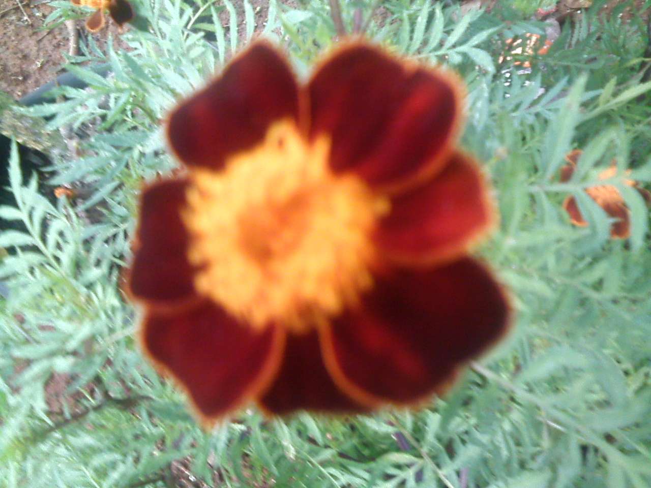 Vacker blomma pussel online från foto