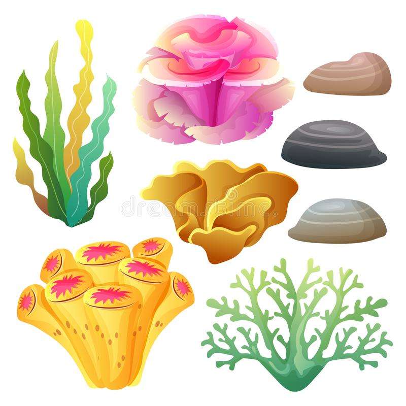 tipos de corales puzzle online a partir de foto