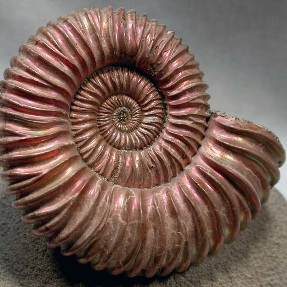 Ammonites puzzle online from photo