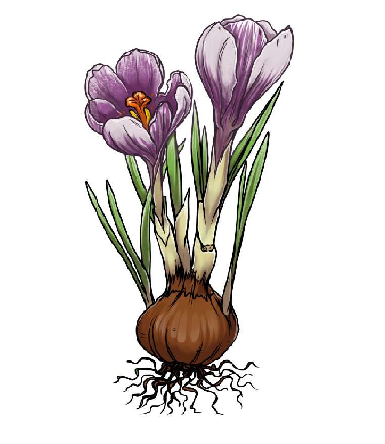 Crocus early bloomer puzzle online from photo