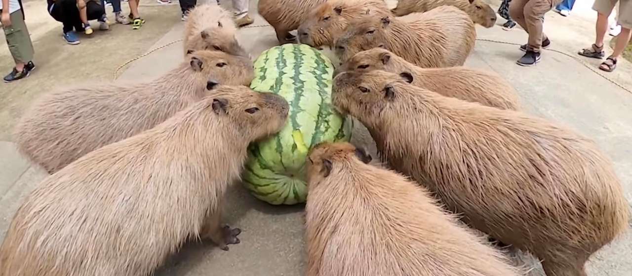 capybaras :) pussel online från foto