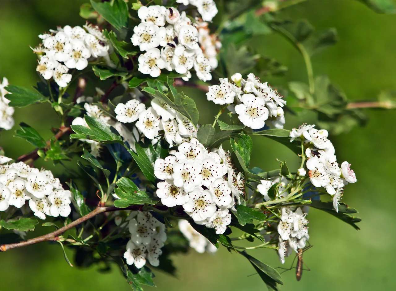 May Hawthorn puzzle online from photo