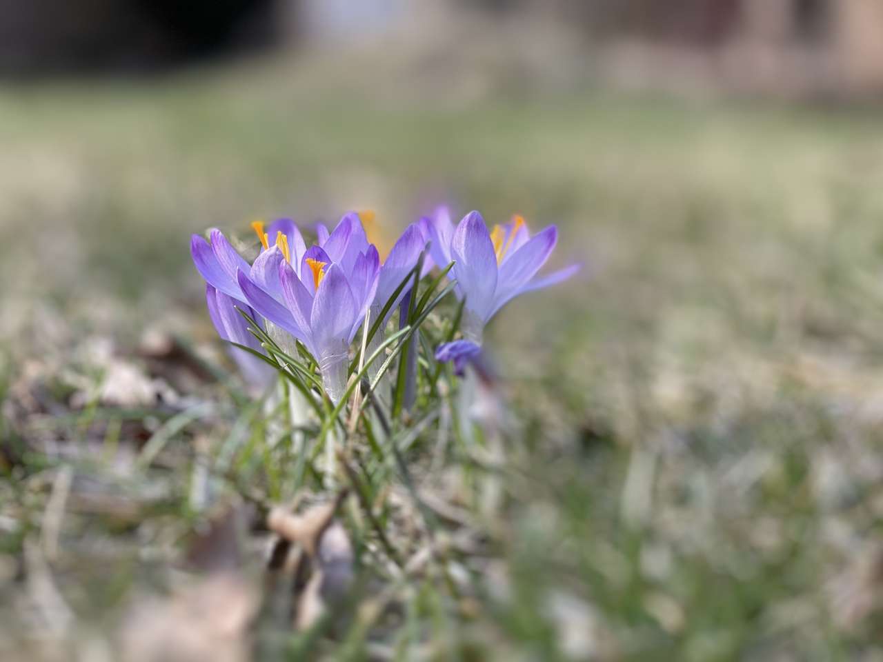 Цвете през пролетта онлайн пъзел