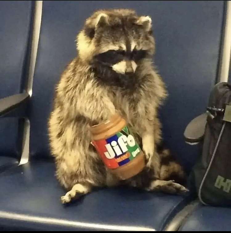 raccoon eating online puzzle