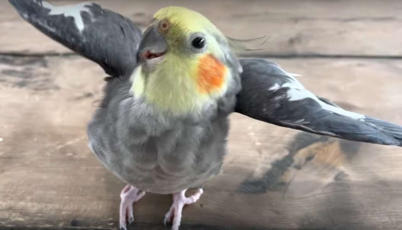 Prietene pasărea puzzle online