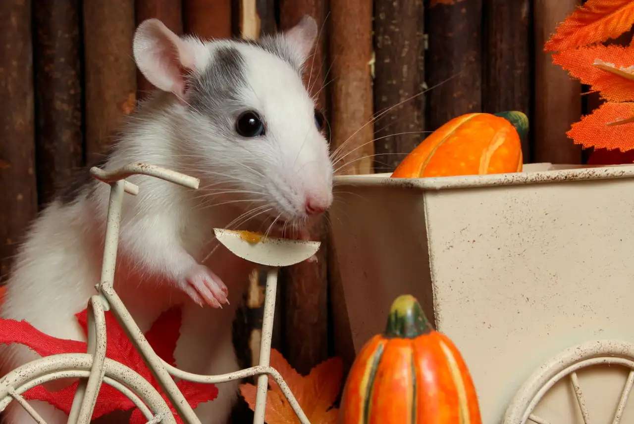 aranyos patkány puzzle online fotóról