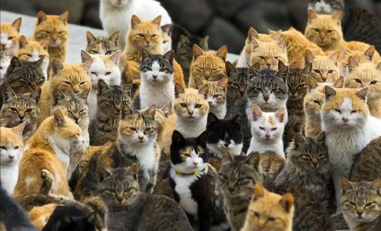 islas de gatos puzzle online a partir de foto