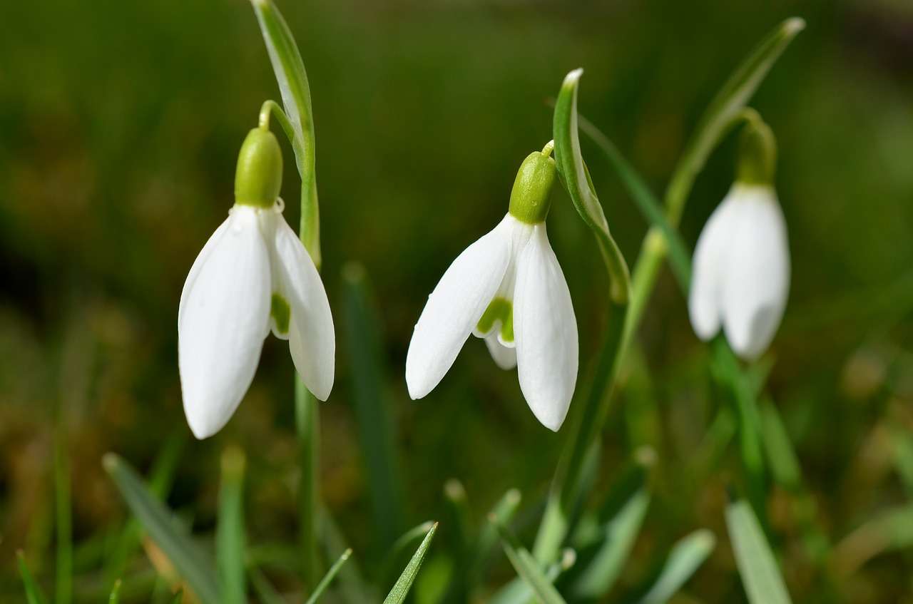 Snowdrops puzzle online from photo