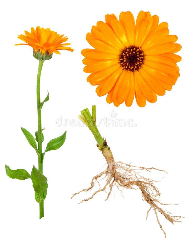 Calendula puzzle online from photo