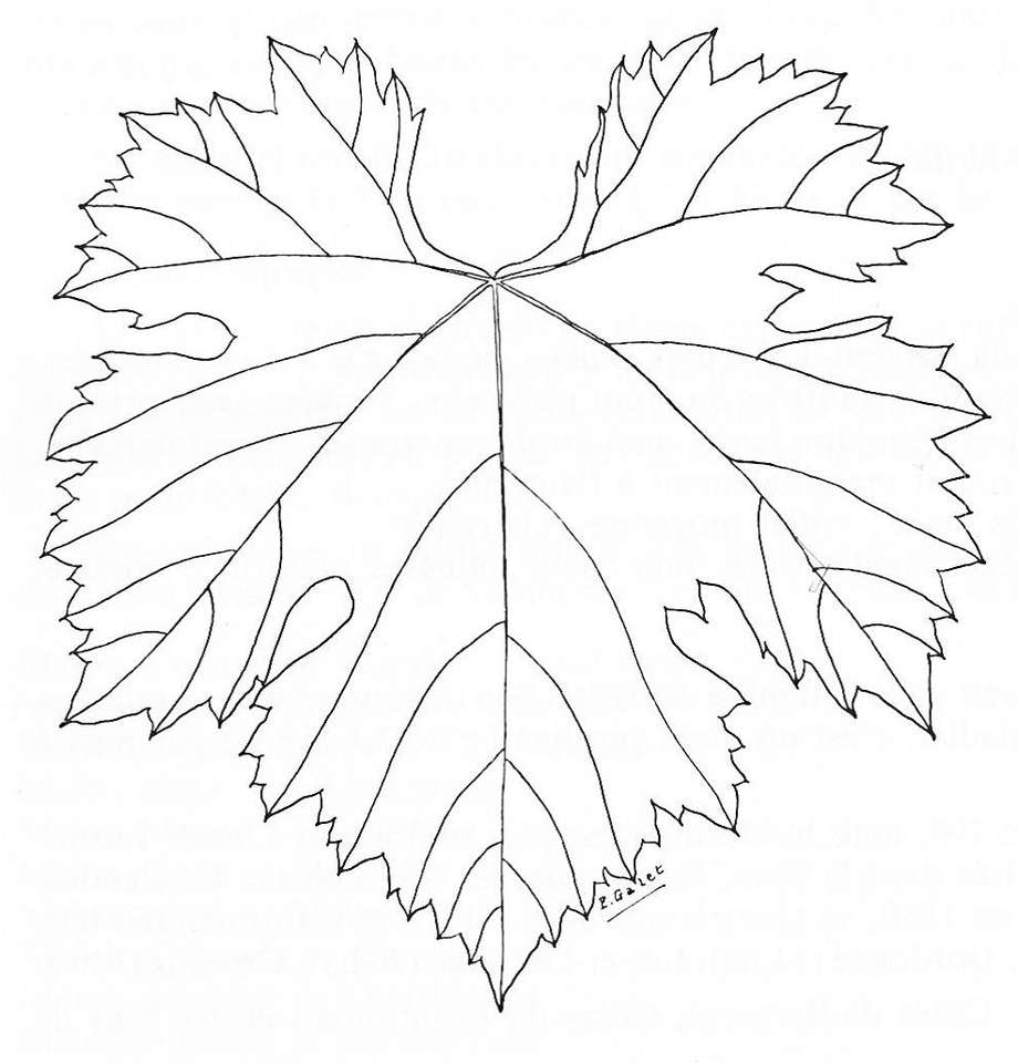 Merlot leaf puzzle online from photo