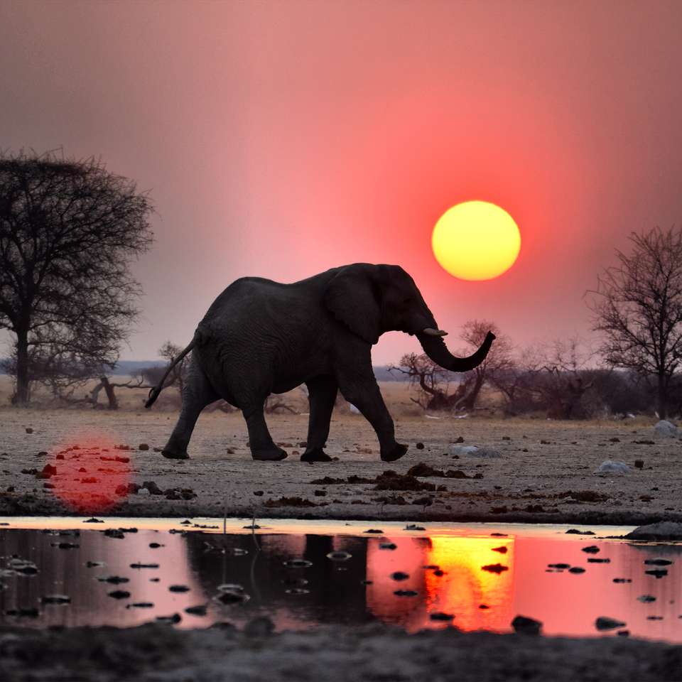 Слон скласти пазл онлайн з фото