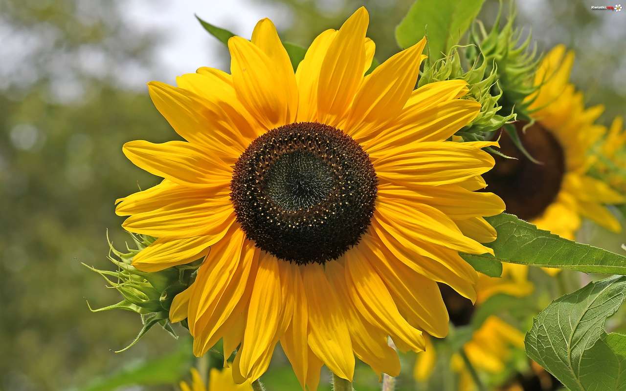 Sunflowers puzzle online from photo
