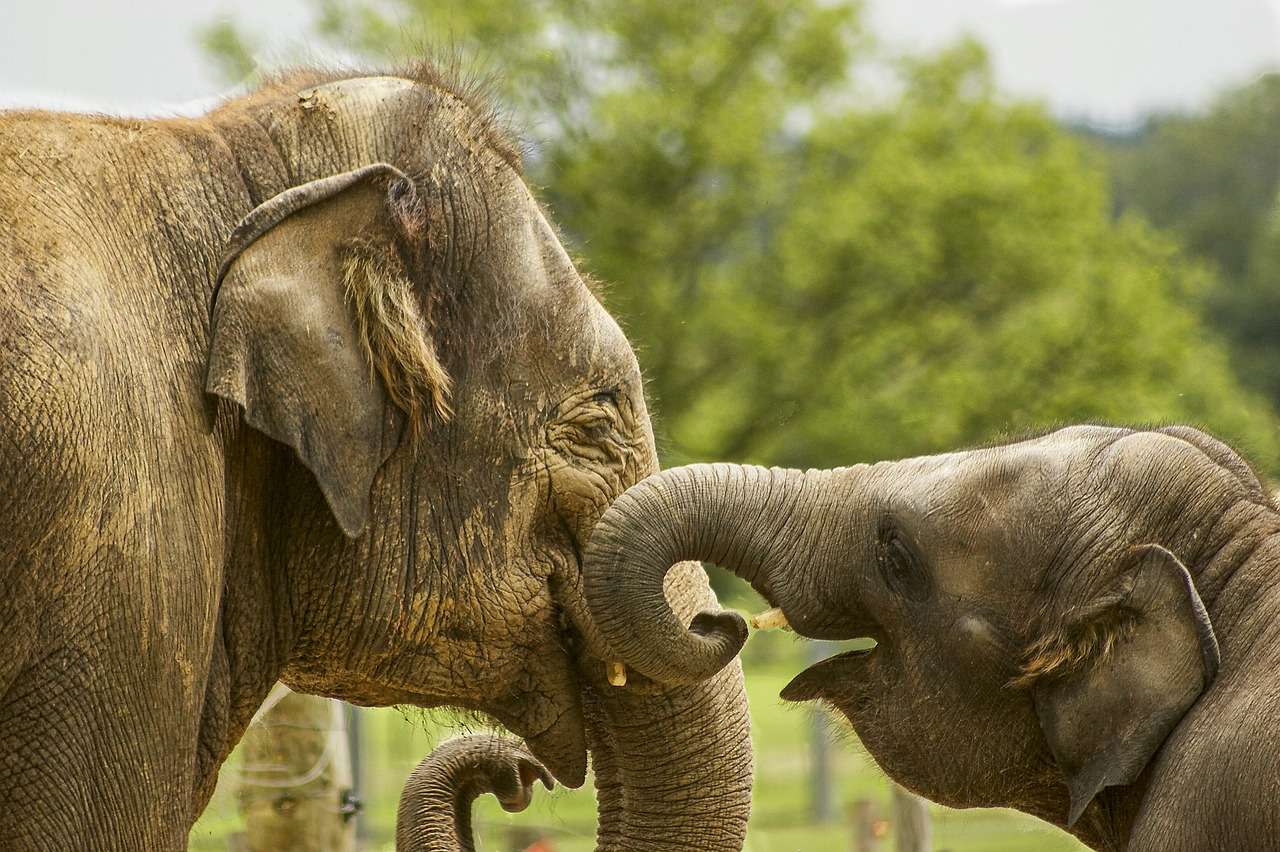 Маленькие слоны, одетые в счастье онлайн-пазл