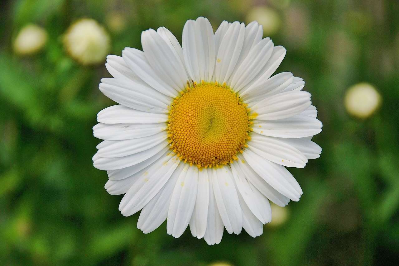 Daisy puzzle online from photo