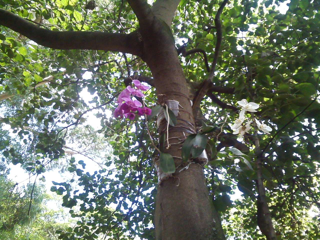Vacker orkidé på ett träd Pussel online