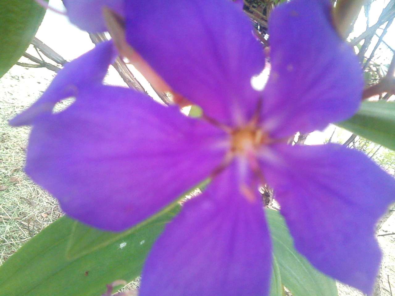 Лилаво цвете онлайн пъзел от снимка
