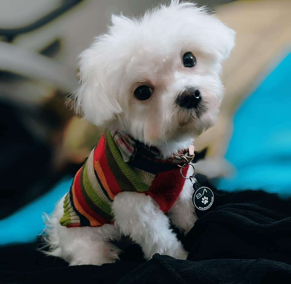 cachorro bijou rompecabezas en línea