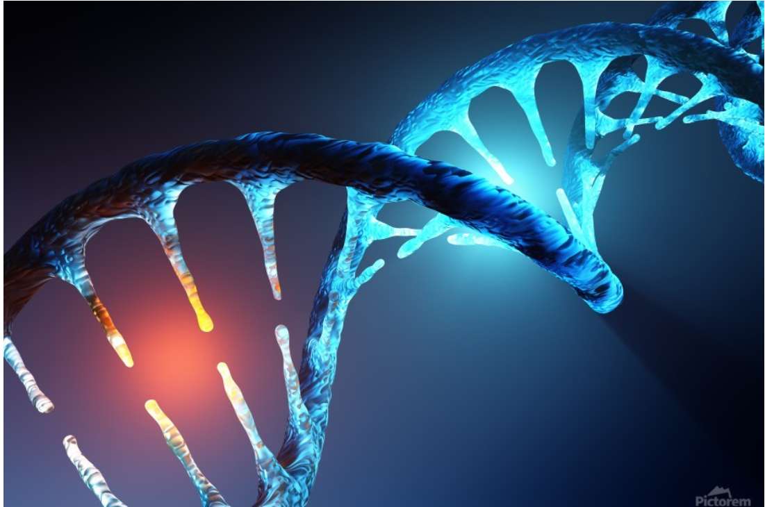 Ανίχνευση DNA online παζλ