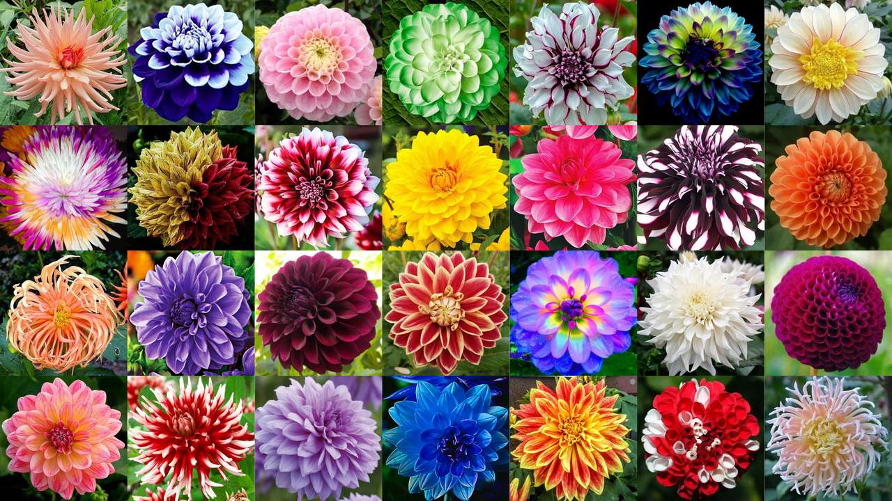 Dahlias - fleurs puzzle en ligne à partir d'une photo