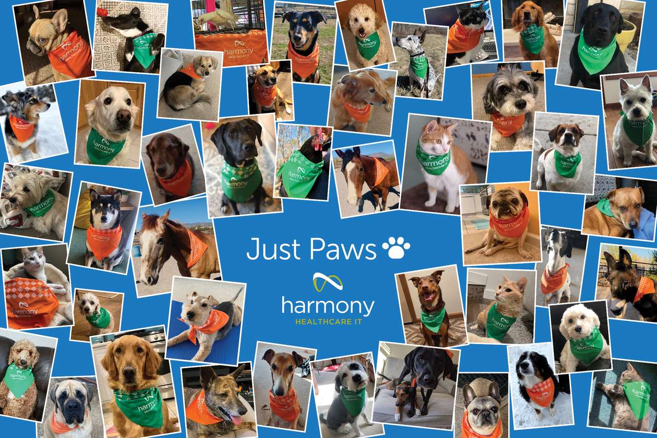 HHIT Just Paws Collage puzzle online from photo