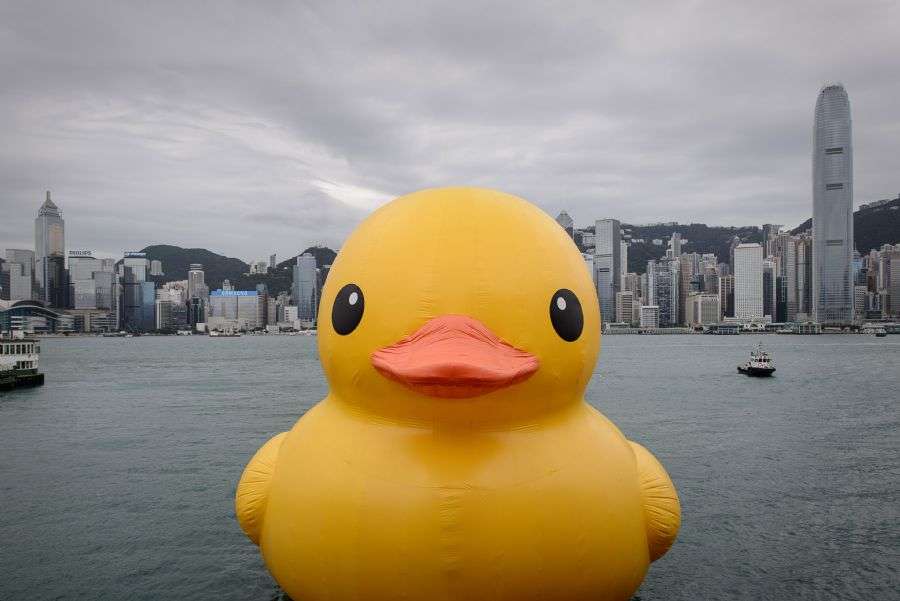 giant duck puzzle online from photo