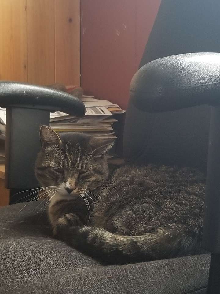 Old Cat in a Chair online puzzle