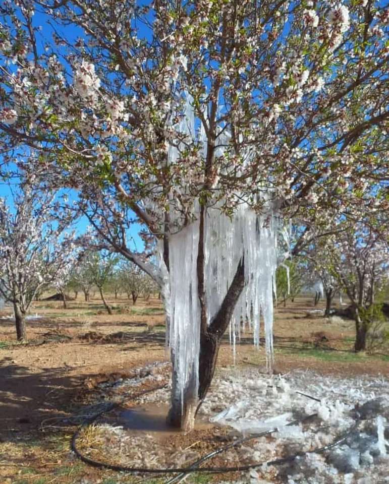 Пролетно дърво онлайн пъзел
