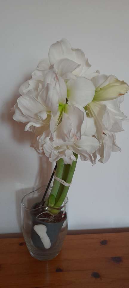 Amaryllis pussel online från foto