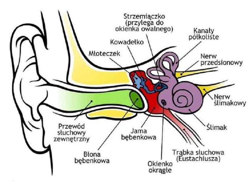 Structuur van het oor puzzel online van foto