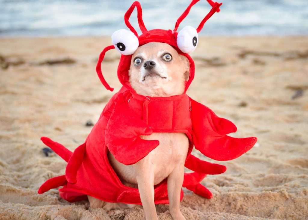 chien crabe puzzle en ligne à partir d'une photo