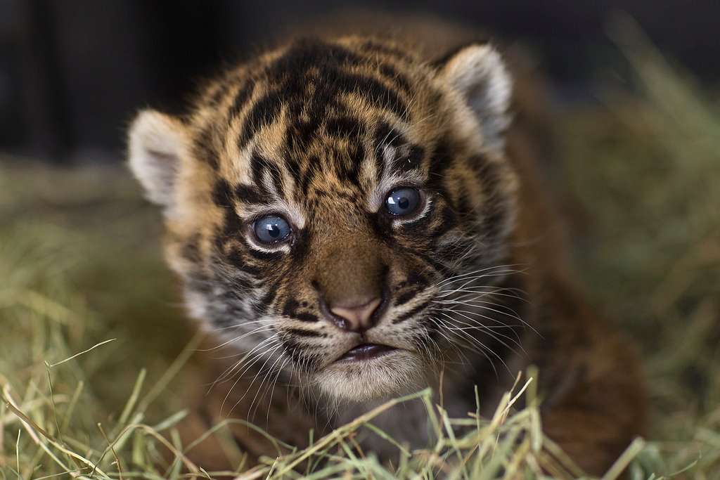 tiger cub online puzzle