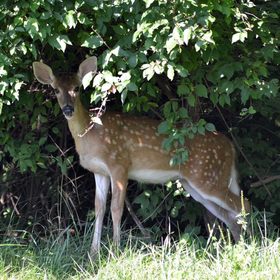 dieren puzzel online puzzel