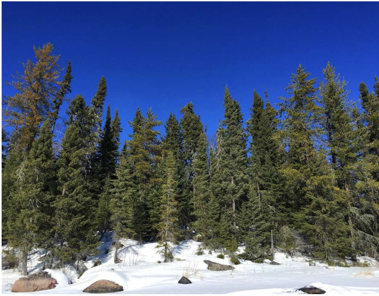 Spruce Trees puzzle online from photo