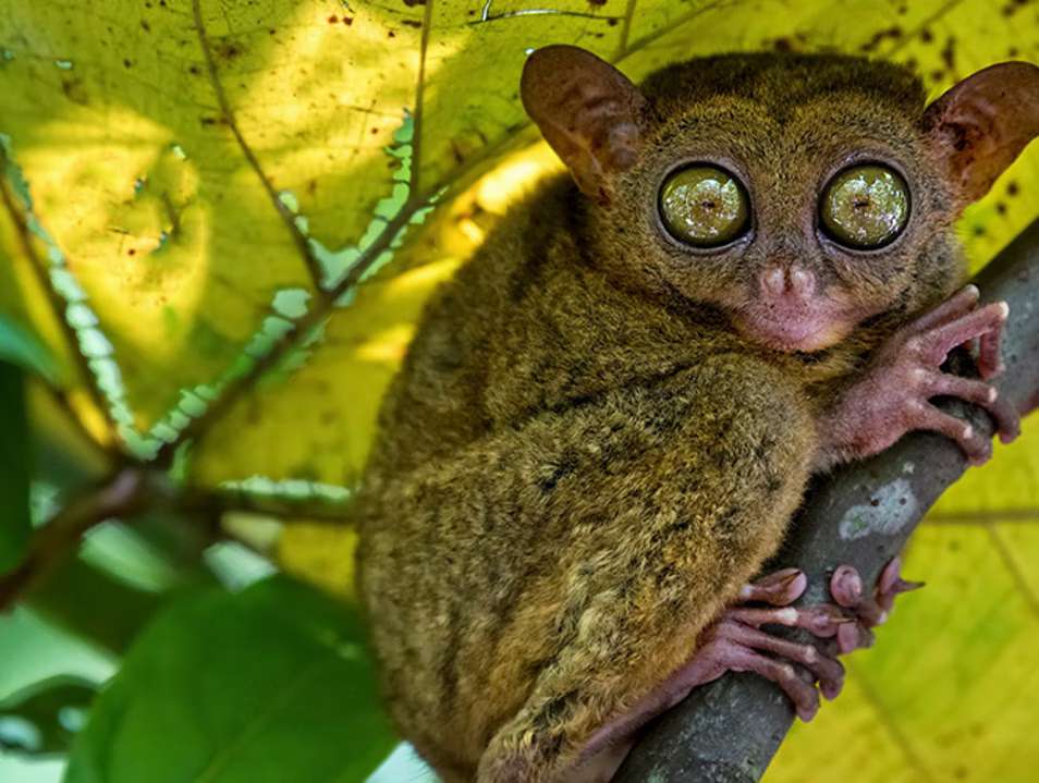 Tarsier. puzzle online from photo