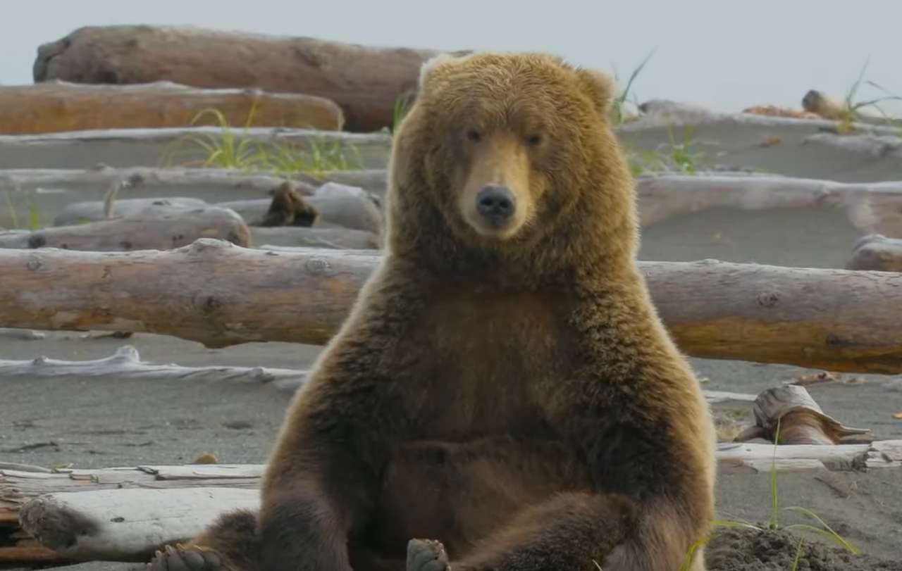 Ведмідь Просто Чіллін скласти пазл онлайн з фото