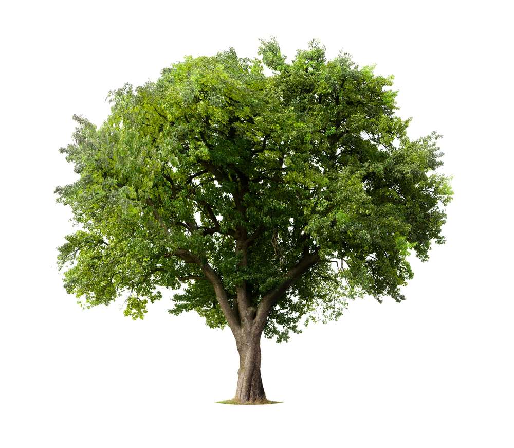 bpbptree puzzle online from photo