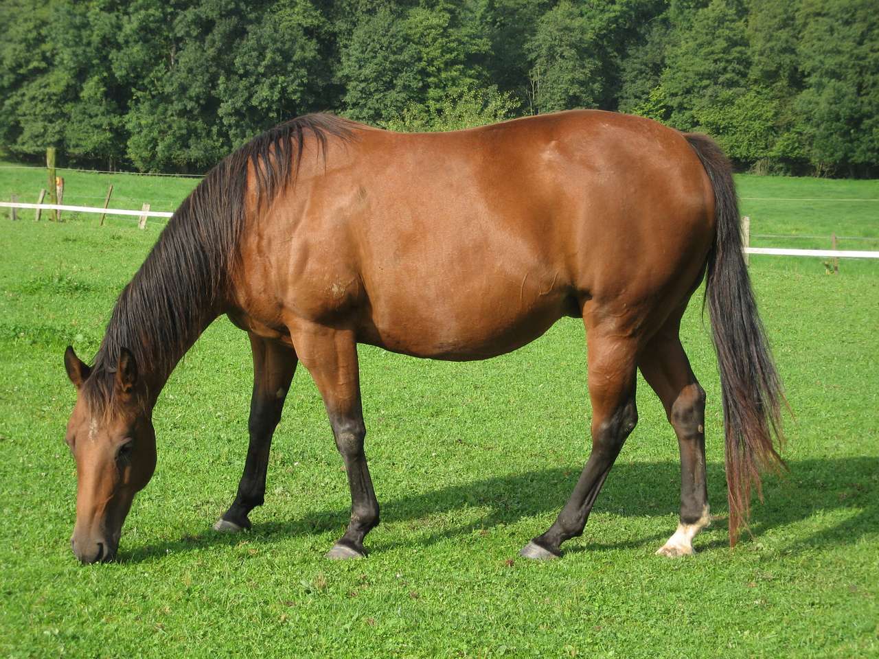 Άλογο σε ένα χωράφι online παζλ