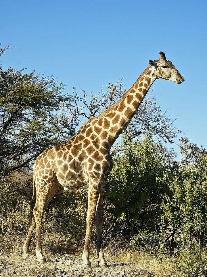 Изображение жирафа пазл онлайн из фото