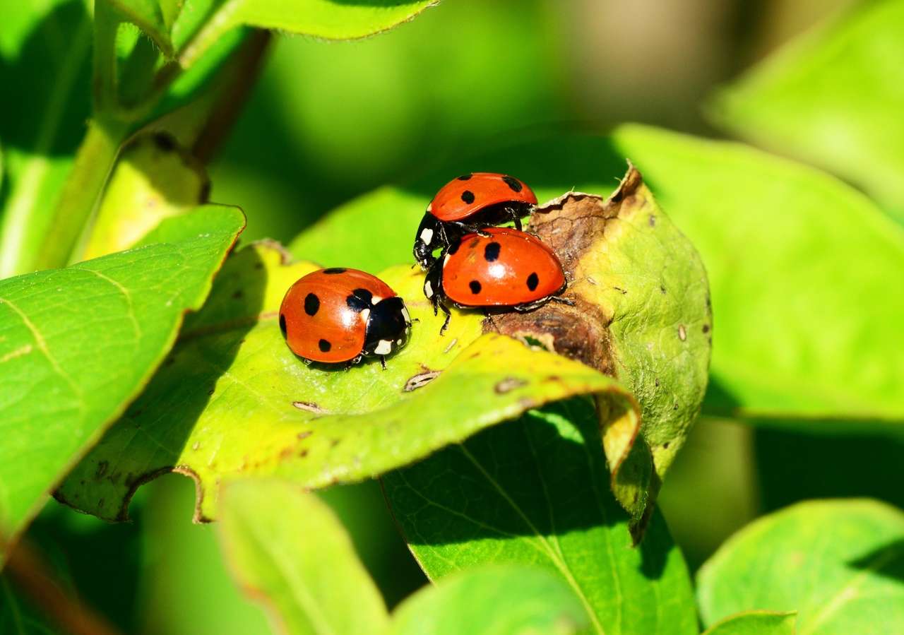 Ladybugs online puzzle