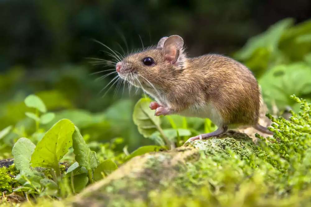 ποντίκι ποντίκι ποντίκι παζλ από τη φωτογραφία