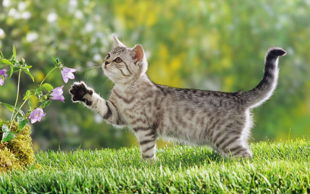 cat in the garden puzzle online from photo