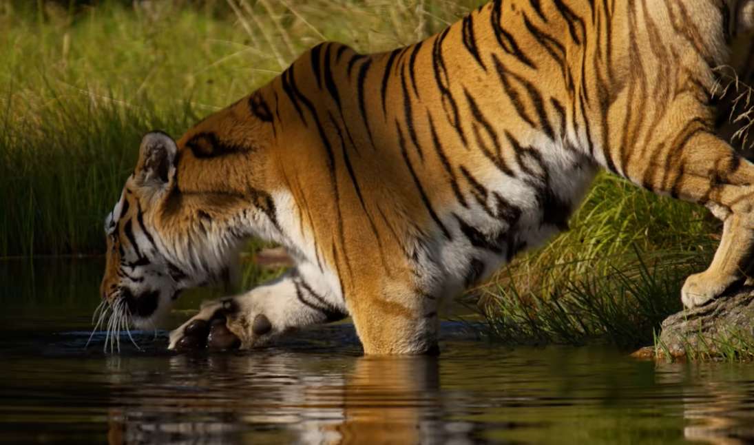 Tigru în apă puzzle online din fotografie