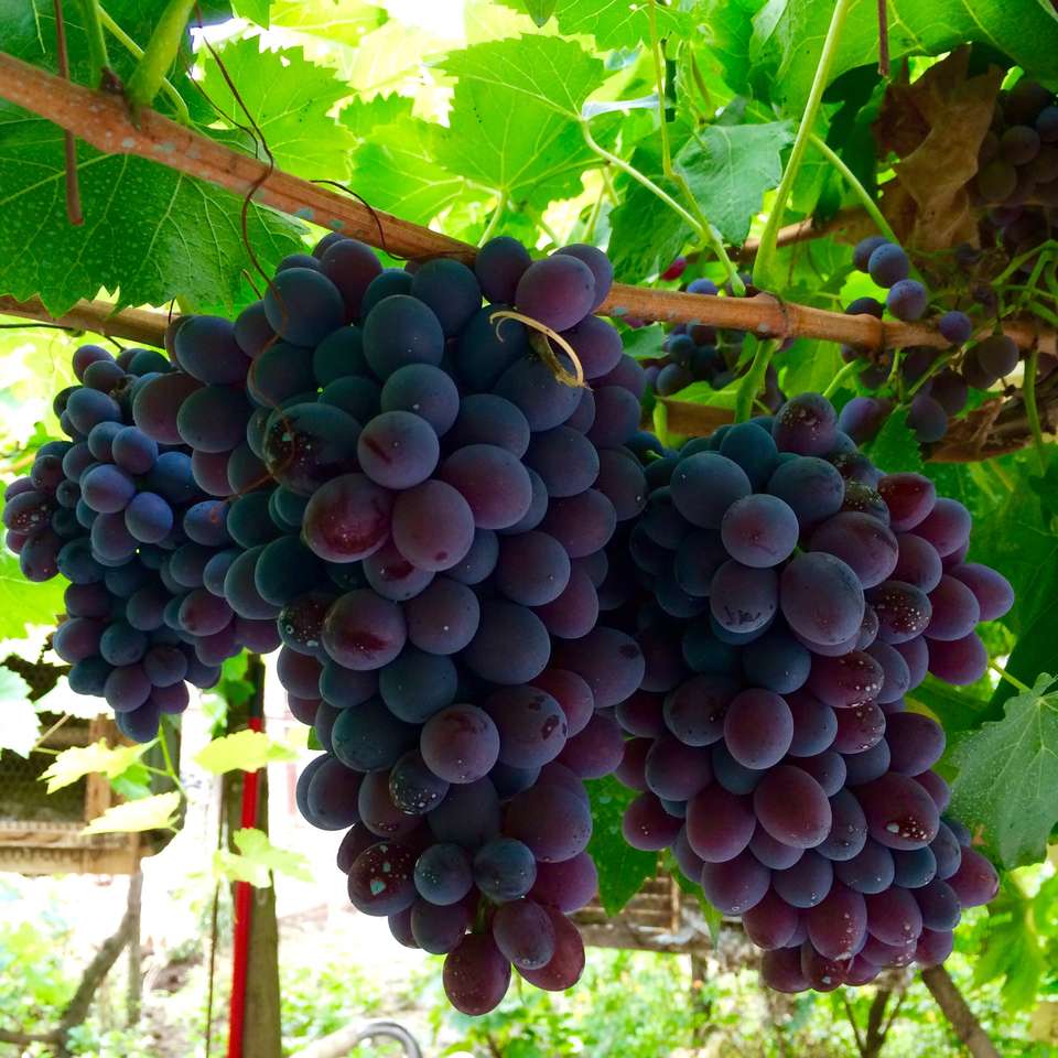 Великий виноград онлайн пазл