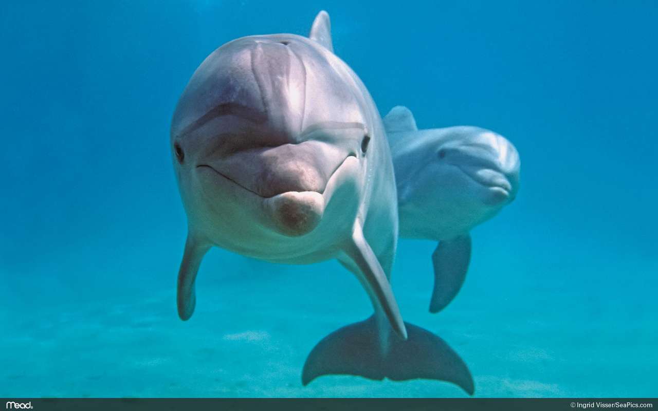 Dolphins puzzle online from photo