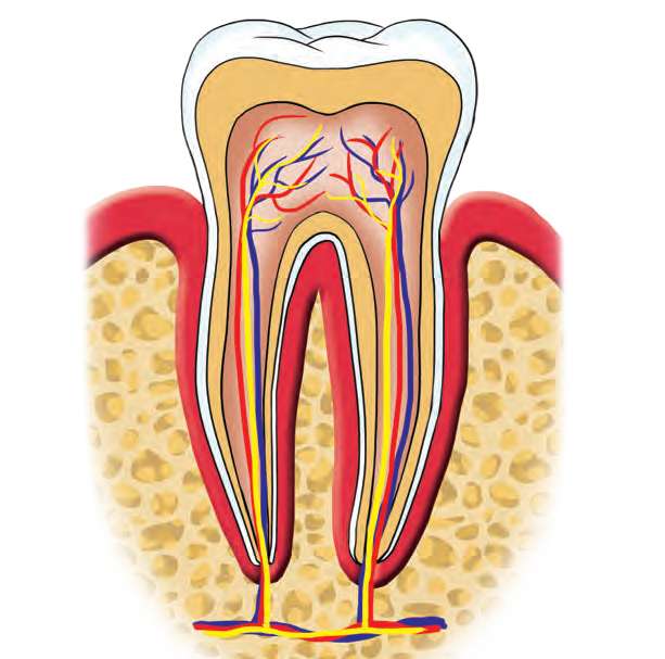 tooth sturcture puzzle online from photo