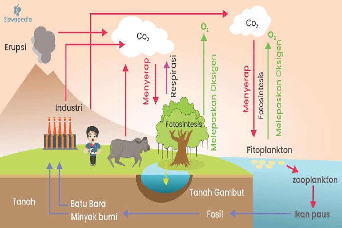 Daur Biogeokimia oksigen puzzle online da foto