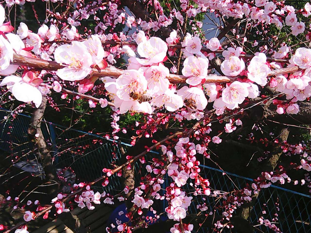 Fleurs d'abricot puzzle en ligne