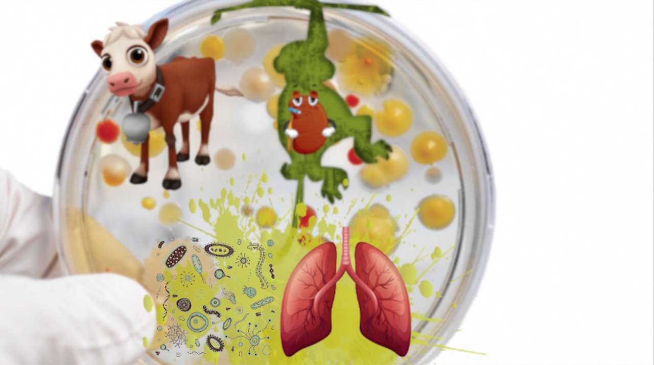 petri dish cow puzzle puzzle online from photo