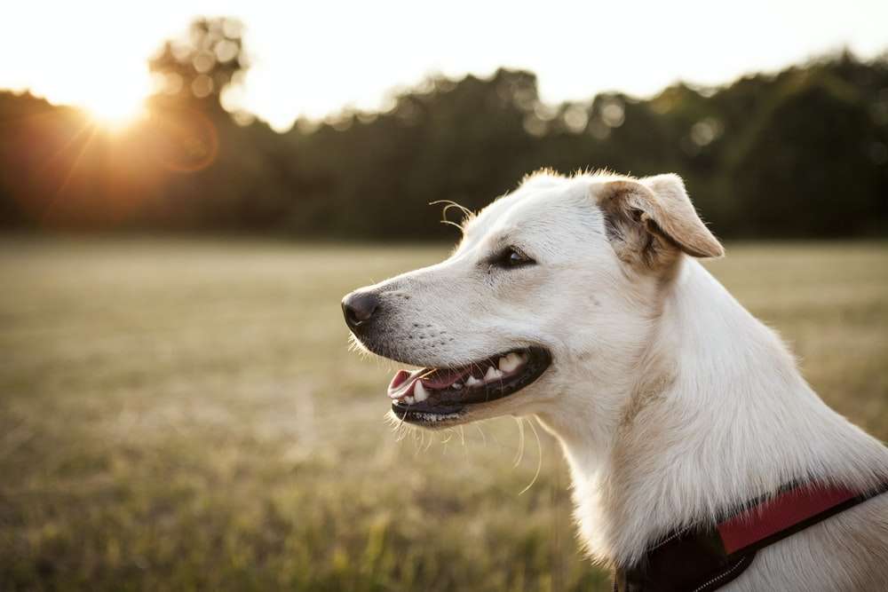 cão de caça puzzle online a partir de fotografia